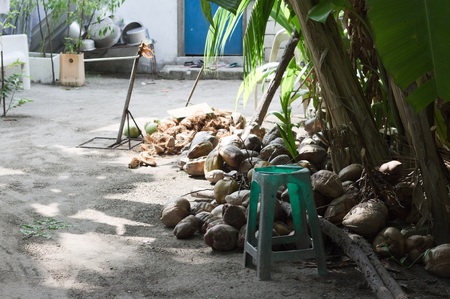 A lot of coconuts on the ground in a maldivian street (Ari Atoll, Maldives)