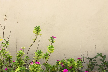 Pink flowers with a wallの写真素材