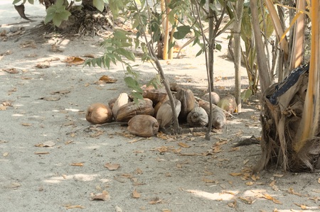 Coconuts on the sand (Ari Atoll, Maldives)