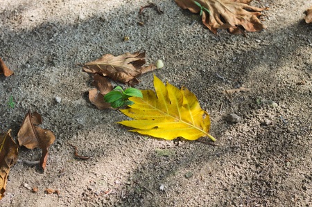 Isolated yellow leaf on the ground (Ari Atoll, Maldives)の写真素材