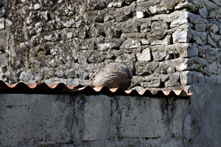 Isolated coconut on the roofの写真素材