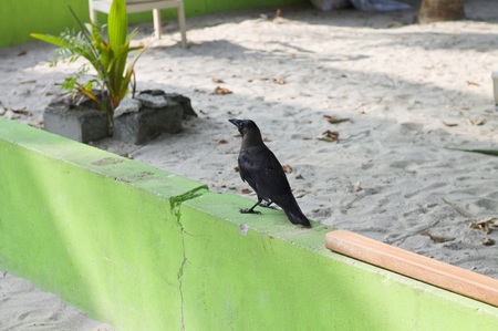 Isolated black crow on a green wall (Ari Atoll, Maldives)の写真素材
