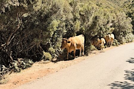 Cows and calves at the side of an asphalt road (Madeira, Portugal)の写真素材