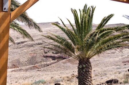 View of palms in a desert placeの写真素材