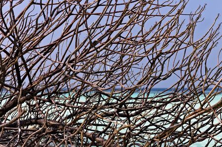 Tangle of branches of a plant in a tropical island (maldives, Ari Atoll, Asia)の写真素材
