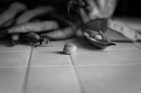 Freshly picked broad beans on a table (Pesaro, Italy, Europe)の写真素材