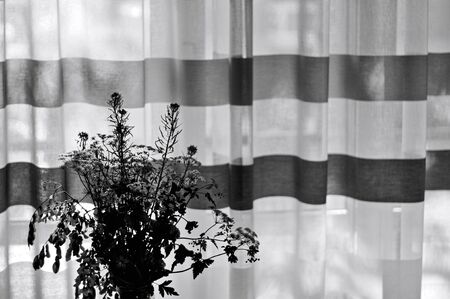 Silhouette of a bouquet in a vase with a striped curtain in the background (Pesaro, Italy, Europe)の写真素材