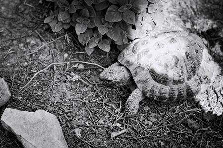 A land turtle in the garden is looking for clover to eat (Pesaro, Italy, Europe)の写真素材
