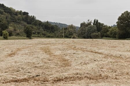 Agricultural wheat field after harvest (Pesaro, Italy, Europe)の写真素材