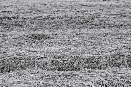 Agricultural wheat field after harvest (Pesaro, Italy, Europe)の写真素材