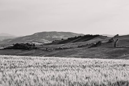 The Marche region, which borders Tuscany, is rich in hilly landscapes with green meadows and agricultural and wheat fields (Italy, Europe)の写真素材