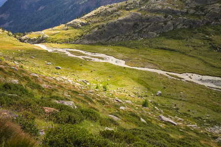 Cows grazing are drinking in a stream in the italian Alps (Trentino, Italy, Europe)の写真素材