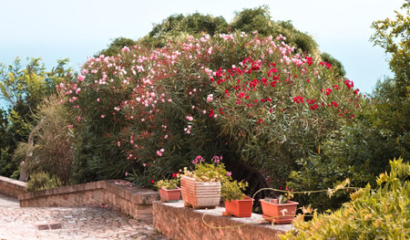 Clay pots and vases with plants and flowers in a courtyard of a medieval italian village (Pesaro, Marche, Italy)の写真素材