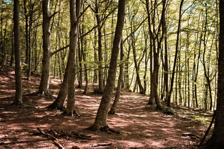 Beech forest with sunlight filtering through the foliage (Marche, Italy, Europe)の写真素材