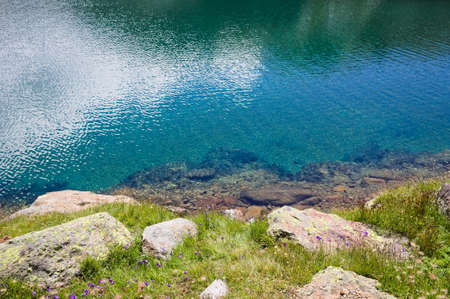The turquoise water of an alpine lake with small purple flowers on the shore (Trentino, Italy,...