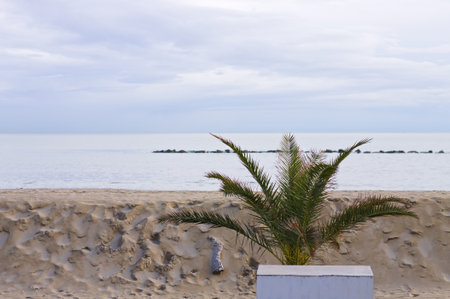 An isolated palm behind a sand dune in the Mediterranean coast (Pesaro, Italy, Europe)