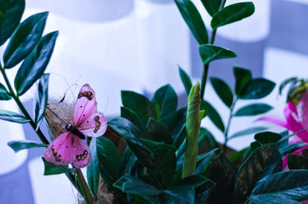 An indoor zamia plant with a fake pink butterfly in front of a curtainの写真素材