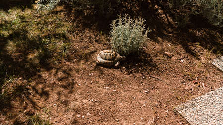 A land turtle is walking in the yard next to some plants (Marche, Italy, Europe)の写真素材
