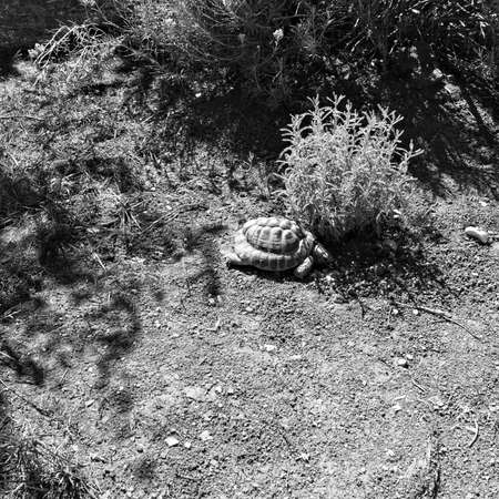 A land turtle is walking in the yard next to some plants (Marche, Italy, Europe)の写真素材
