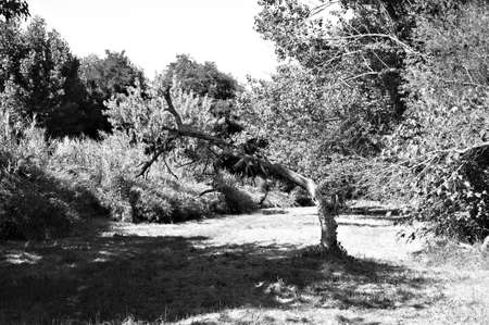 A crooked and withered tree isolated in the forest (marche, italy, Europe)の写真素材