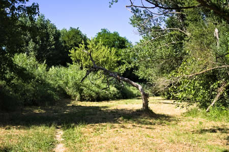 A crooked and withered tree isolated in the forest (marche, italy, Europe)の写真素材