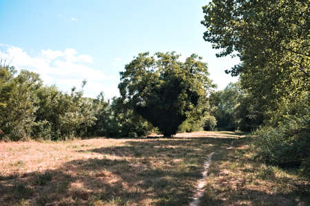 A tree with a large frond isolated in the clearing (Marche, Italy, Europe)の写真素材