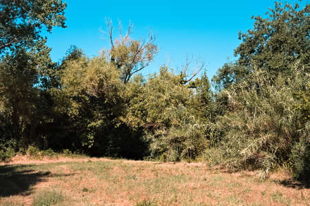 A deserted countryside trail on a summer day (Marche, Italy, Europe)の写真素材