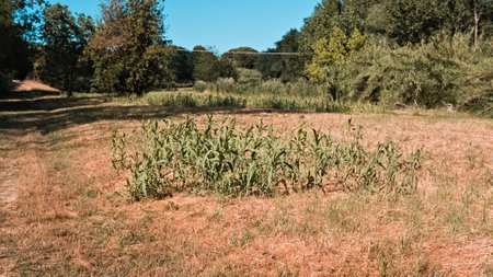 An arid meadow with ears of wheat near a wood in the Italian countryside (Marche, Italy, Europe)の写真素材