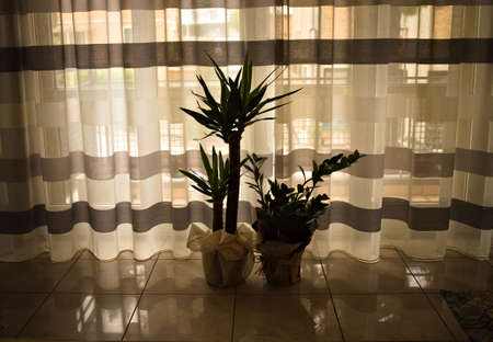 An indoor plant called Dracaena fragrans and a Zamia plant in front of a striped curtain in the twilight (Pesaro, Marche, Italy)の写真素材