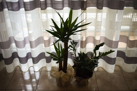 An indoor plant called Dracaena fragrans and a Zamia plant in front of a striped curtain in the twilight (Pesaro, Marche, Italy)の写真素材