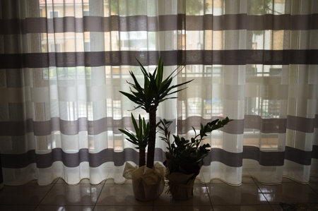 An indoor plant called Dracaena fragrans and a Zamia plant in front of a striped curtain in the twilight (Pesaro, Marche, Italy)の写真素材