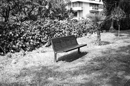 An isolated wooden bench in a public park near a little palm tree (Marche, Italy, Europe)の写真素材