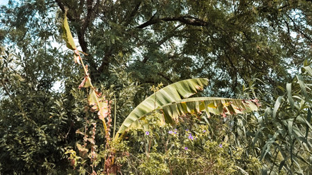 A banana palm tree in the forest (Marche, Italy, Europe)の写真素材