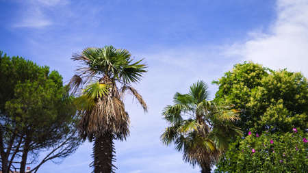 Palms with a blue sky in background in a cloudy day (Marche, Italy, Europe)の写真素材