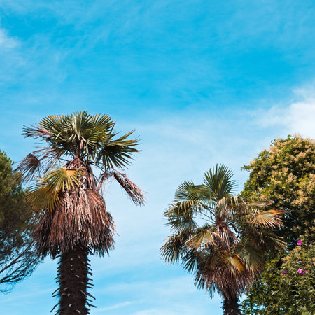 Palms with a blue sky in background in a cloudy day (Marche, Italy, Europe)の写真素材