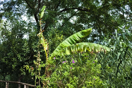 A banana palm tree in the forest (Marche, Italy, Europe)の写真素材