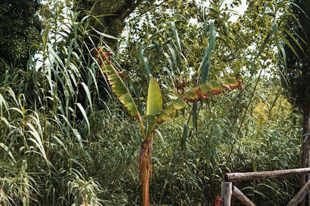 A banana palm tree in the forest (Marche, Italy, Europe)の写真素材