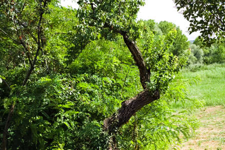 A crooked tree with green fronds (Marche, Italy, Europe)の写真素材