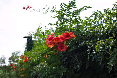 Beautiful red flowers with insects (Marche, Italy, Europe)の写真素材