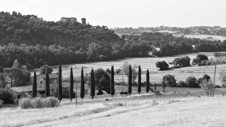 A row of cypress trees in the countryside of the Umbria region (Tuscany, Italy, Europe)の写真素材