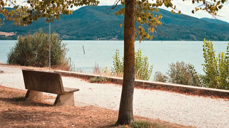 An isolated empty bench under the tree in a public park near a pedestrian walkway in front of Lake Trasimeno (Umbria, Italy, Europe)の写真素材
