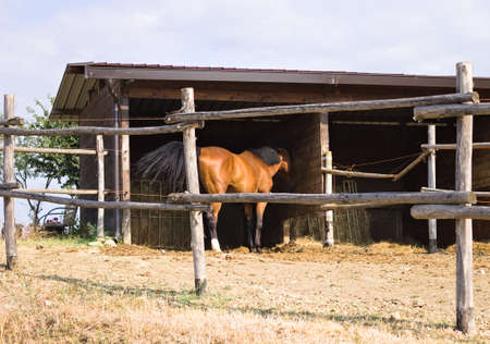 A brown and black thoroughbred horse on a ranch in the Italian countryside (Umbria, Italy, Europe)の写真素材