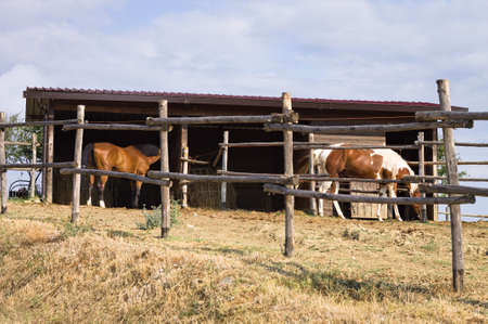 A pair of thoroughbred horses in the stable on a ranch in the Italian countryside (Umbria, Italy, Europe)の写真素材