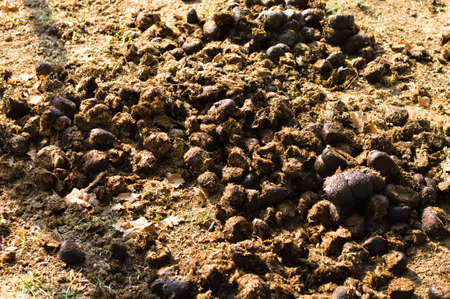 The horse feces on the ground in the stable (Tuscany, Italy, Europe)の写真素材