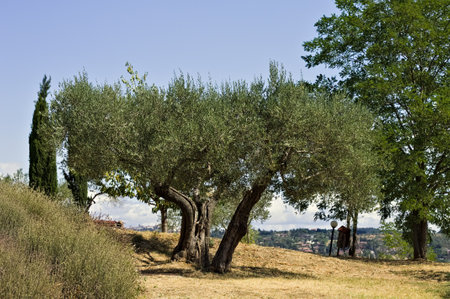 An olive tree in the Umbrian countryside (Umbria, Italy, Europe)の写真素材