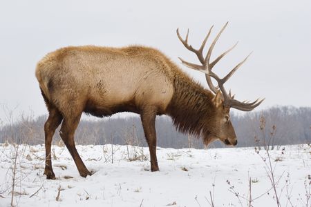 A big bull elk searching for food in the snow on a snowy day.の写真素材