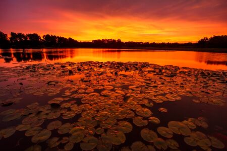 A horizontal image of lilypads at Sunrise on a pond just outside of Kansas City, Missouri.の写真素材