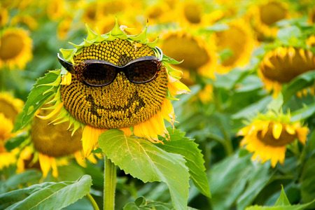 A sunflower in a field with a smile and a pair of sunglasses on.の写真素材