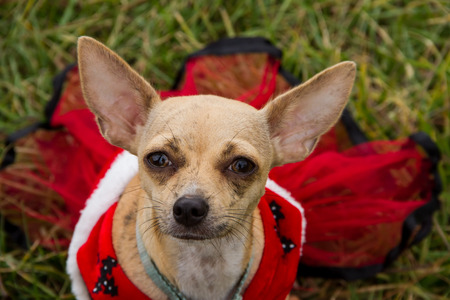 Chihuahua dog portrait with the dog wearing a red dressの写真素材