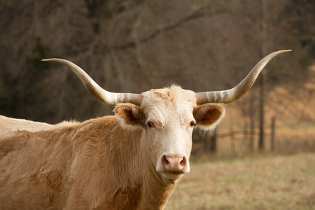 A headshot of a single Texas Longhorn cattle